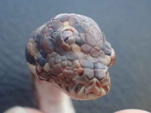 Un serpent à trois yeux découvert au nord de l'Australie