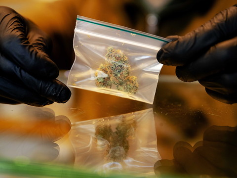Une commission en faveur d'essais pilotes pour le cannabis