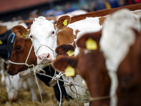 Les vaches Hollywood, Praline et Griotte paraderont à Vevey