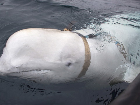 Un beluga nourrit les fantasmes dans l'Arctique norvégien