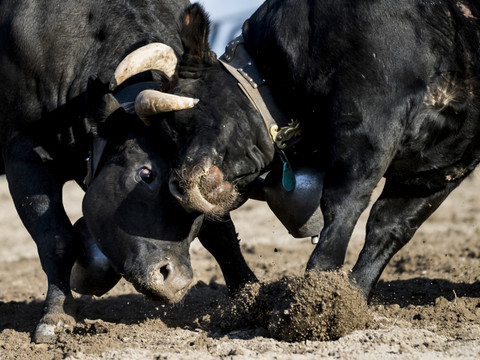 Quelque 120 vaches luttent dans l'arène d'Aproz (VS)