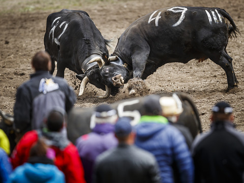 Plus de 10'000 spectateurs autour de l'arène à Aproz (VS)