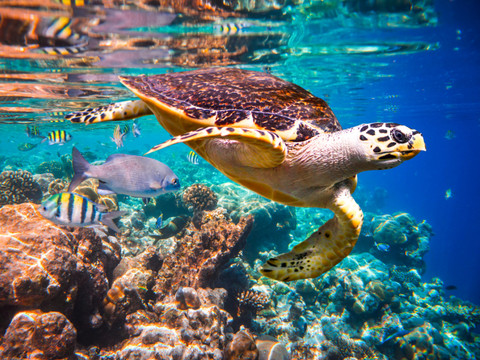 Un rapport alerte sur l'accélération de l'extinction des espèces