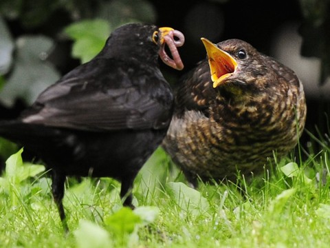 Près de 70'000 oiseaux recensés dans les jardins et parcs