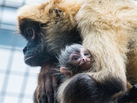 Une atèle, espèce de primates en danger, est née au zoo de Bâle