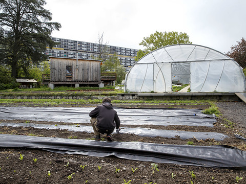 Des conseils pour promouvoir l'agriculture urbaine autour du Léman