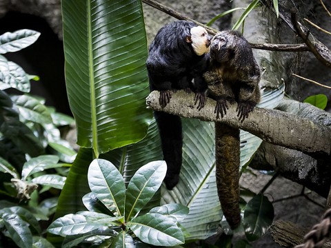 Deux singes ont élu domicile dans la serre tropicale d'Aquatis