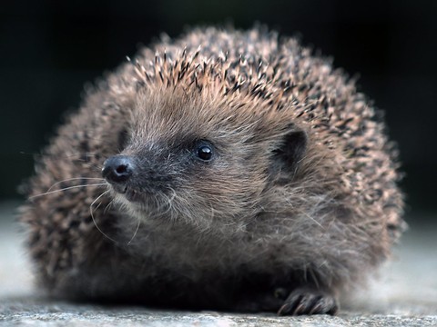 Des millions de petits animaux pourraient être sauvés en Suisse