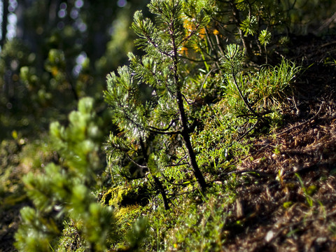Avec le réchauffement, les arbres meurent plus vite