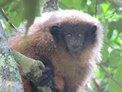 Vocalisations des singes: bien plus que des cris