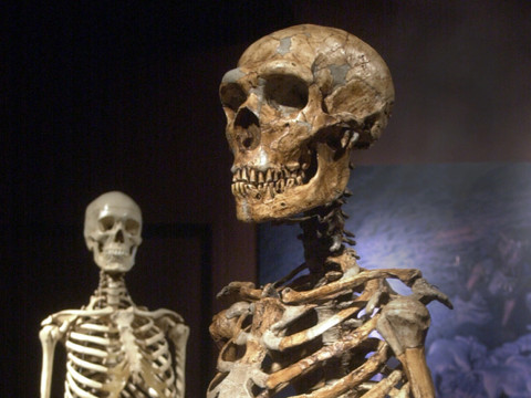 L'ancêtre des hommes modernes et de Neandertal plus ancien