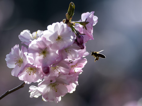 Des parcs et jardins moins ordonnés feraient du bien aux abeilles