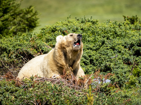 Le policier suisse chassait l'ours aux frais de Moscou