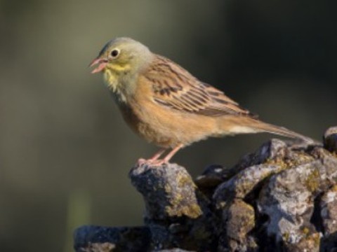 La chasse à l'Ortolan a décimé l'espèce en Europe occidentale