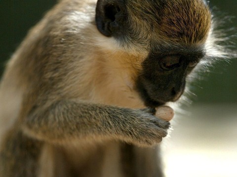Chez des singes d'Afrique, la communication en partie innée