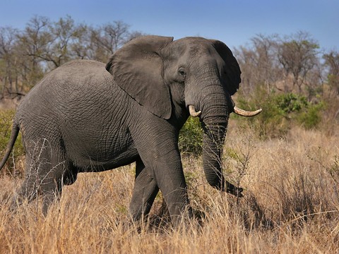 Le braconnage baisse mais les éléphants d'Afrique restent menacés
