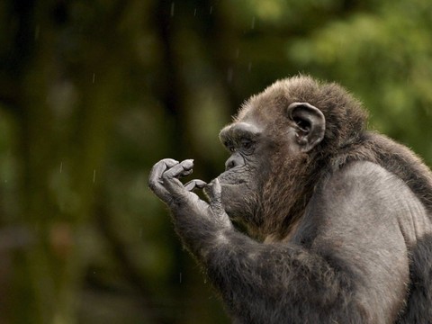 Les chimpanzés mangent régulièrement des crabes d'eau douce