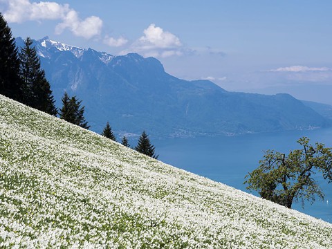 Narcisses en danger sur la Riviera vaudoise