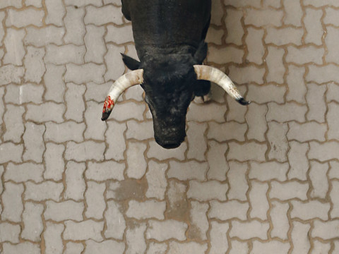 Un taureau entre dans un magasin à Landquart (GR)
