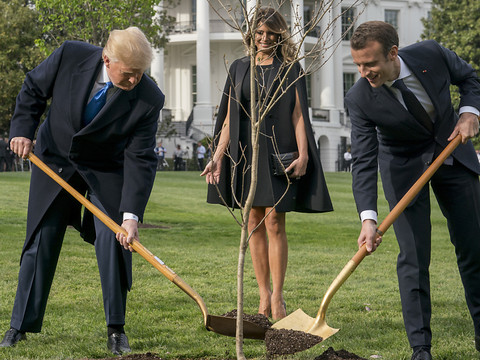 L'arbre symbole de l'amitié Trump-Macron est mort