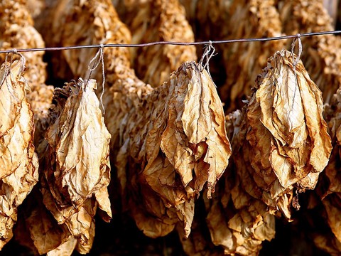 L'interdiction du tabac à usage oral est levée