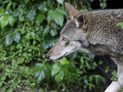 Le Conseil des Etats durcit le ton face au loup