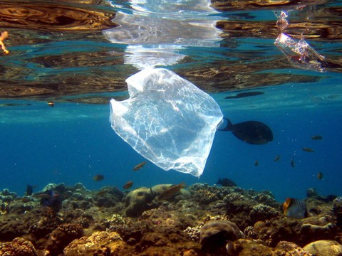 L'homme mange 5 grammes de plastique par semaine (rapport)
