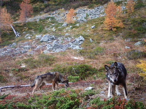 Une voiture percute un loup au col du Julier (GR)