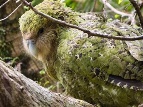 Une épidémie menace le kakapo, perroquet en danger d'extinction