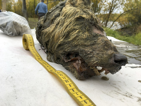 Tête de loup vieille de 32'000 ans découverte en Sibérie
