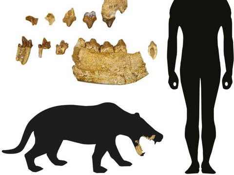 Nouveau genre de mammifères carnivores préhistoriques