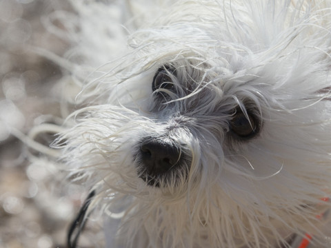 Des chercheurs dissèquent le regard attendrissant du chien
