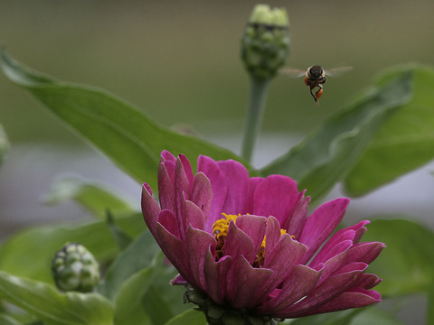 Pas de contre-projet aux initiatives populaires sur les pesticides