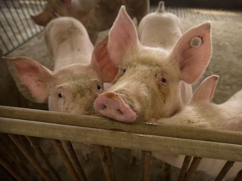 Impact limité de la peste porcine en Chine sur Orior