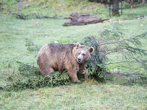 Haut-Valais: un ours observé dans le Binntal
