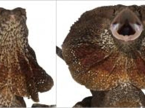 UNIGE: comment le dragon développe sa collerette