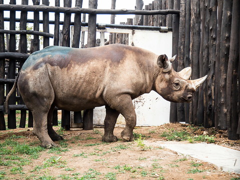 Cinq rhinocéros d'un zoo tchèque réinstallés au Rwanda