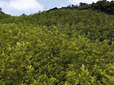 Nouveau record mondial de production de cocaïne, selon l'ONU