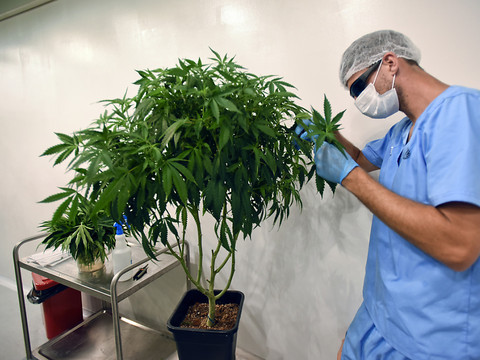 L'accès au cannabis médical devrait être facilité