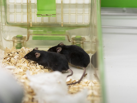Le Conseil fédéral ne veut pas interdire l'expérimentation animale