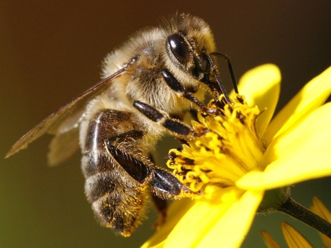 L'agriculture bio, c'est bon pour les abeilles, selon une étude