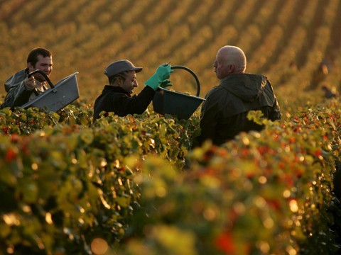 Des vignes 