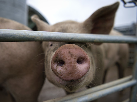 Les ventes d'antibiotiques pour animaux presque stables en 2018