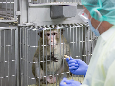 Moins d'animaux ont été utilisés en laboratoire en 2018