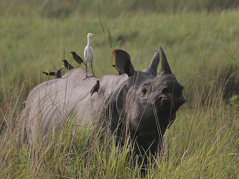 Mousson de tous les dangers pour les rhinocéros d'Inde