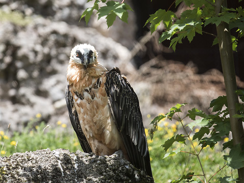 Un nouveau couple de gypaètes barbus pour la Garenne