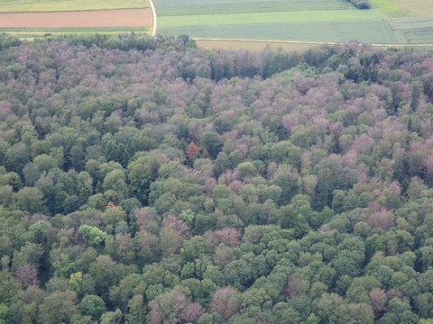 Le hêtre dépérit en masse dans les forêts jurassiennes