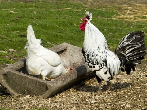 Pas de cocorico la nuit pour un coq dans une commune zurichoise