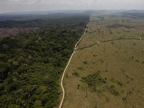 Déforestation et réchauffement menacent la vie sauvage