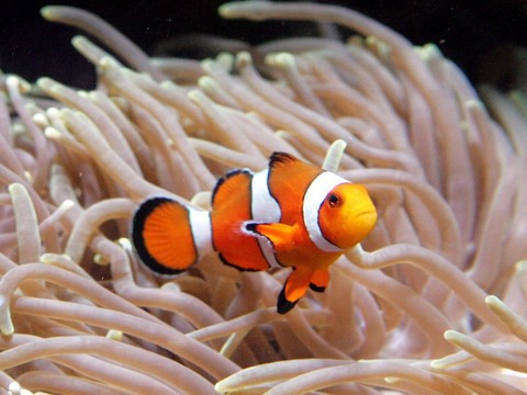 Petit poisson n'éclora pas: la faute à la pollution lumineuse